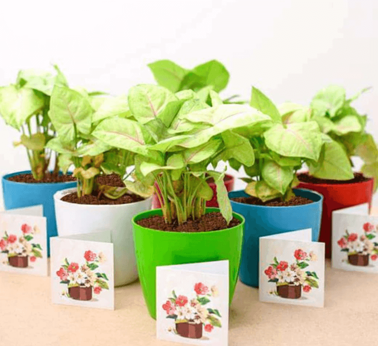 Unveiling the 10 Reasons Why Plants Make Ideal Birthday Gifts
