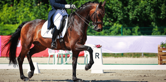 Mastering the Art of Eventing A Comprehensive Guide to Equestrian Excellence