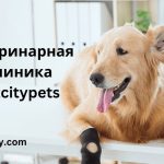 ветеринарная клиника vetcitypets