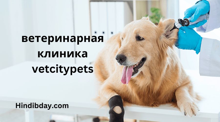 ветеринарная клиника vetcitypets